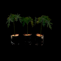 img example